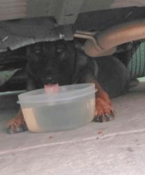Reunited Unknown Dog last seen tamoshanter and 67th ave, Sacramento, CA 95822