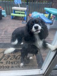 Found/Stray Male Dog last seen 112th, Puyallup, WA 98373