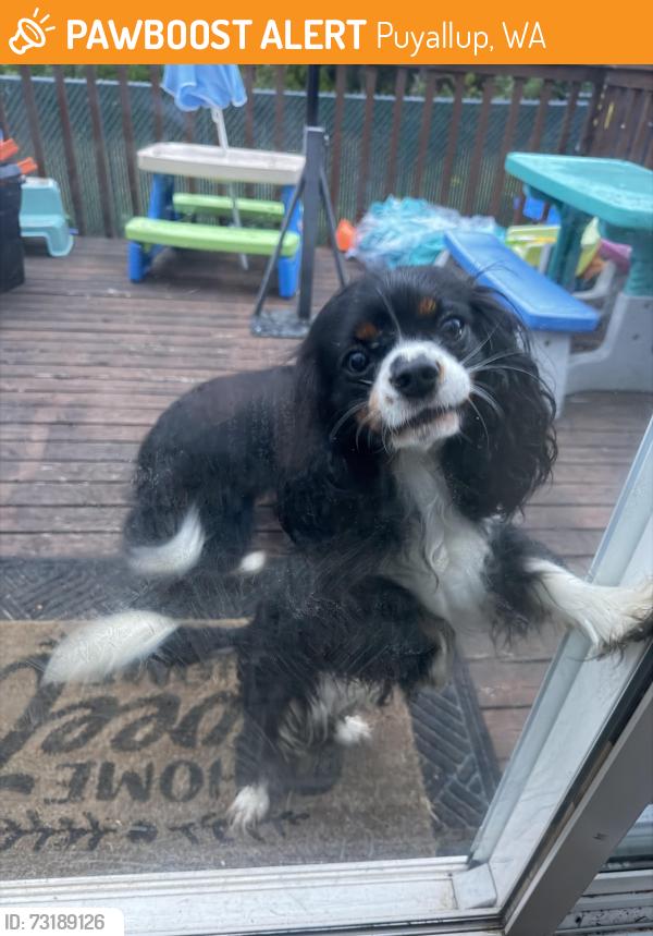 Found/Stray Male Dog last seen 112th, Puyallup, WA 98373