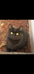 Lost Male Cat last seen Chapman and blackbird, North Fond du Lac, WI 54937