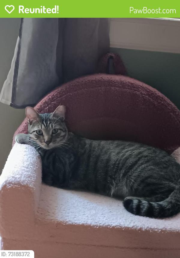Reunited Male Cat last seen Fuller Wiser and Sage Ln, Euless, TX 76039