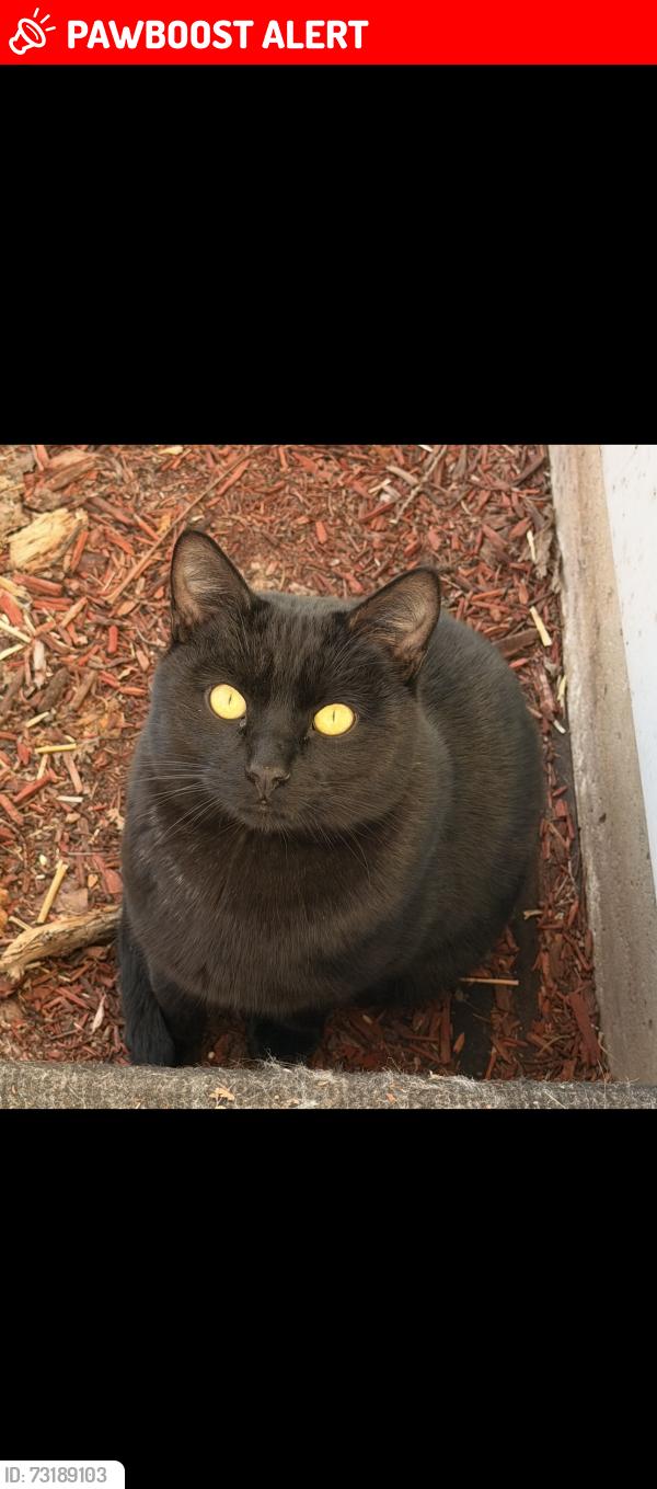 Lost Male Cat last seen Chapman and blackbird, North Fond du Lac, WI 54937