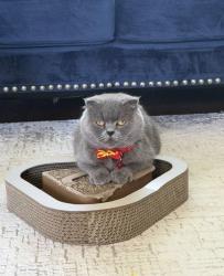 Reunited Female Cat last seen Near, Tonawanda Town, NY 14223
