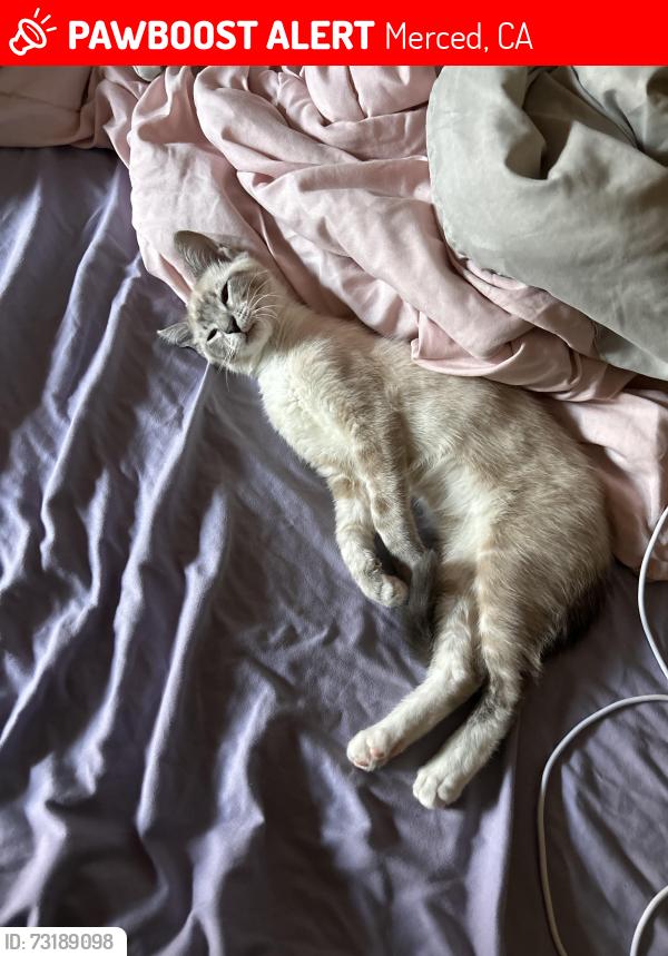 Lost Male Cat last seen Loughborough and Denver, Merced, CA 95348