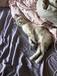 Lost Male Cat last seen Loughborough and Denver, Merced, CA 95348