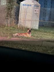 Lost Male Dog last seen Near the lakeland plaza, Lewisville, TX 75067