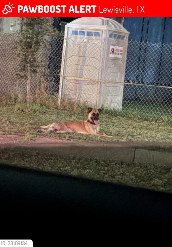 Lost Male Dog last seen Near the lakeland plaza, Lewisville, TX 75067
