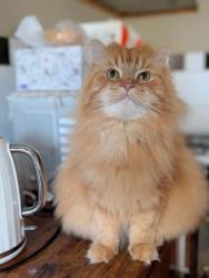 Lost Male Cat last seen Mellifont St, West Hobart, West Hobart, TAS 7000