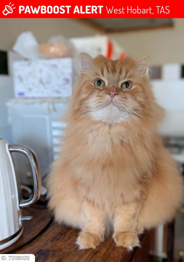Lost Male Cat last seen Mellifont St, West Hobart, West Hobart, TAS 7000