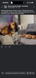 Reunited Male Dog last seen Hampton point rd, Inverness, FL 34450