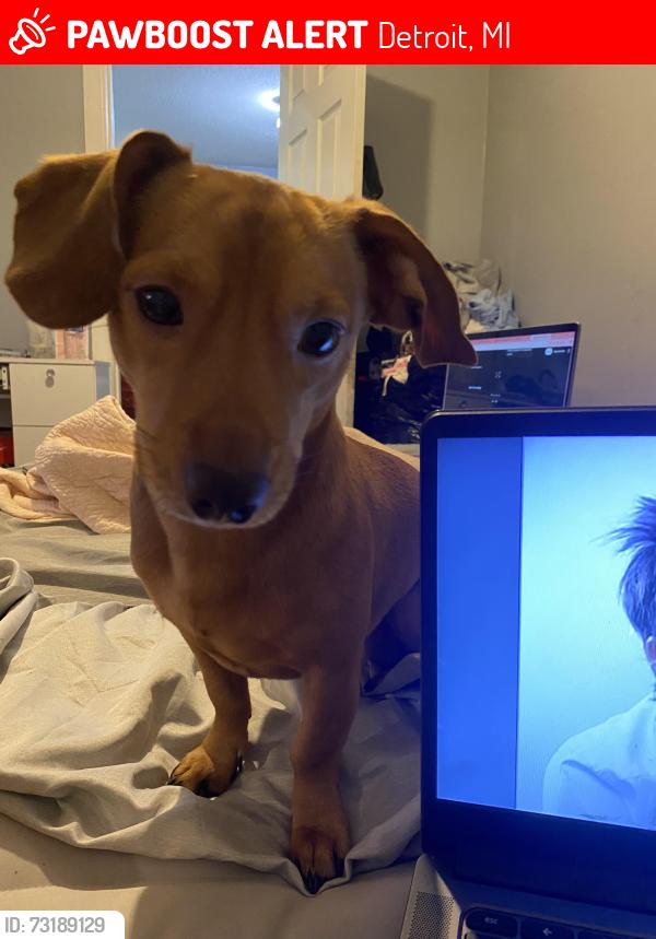 Lost Male Dog last seen Smart street Detroit mi, Detroit, MI 48210
