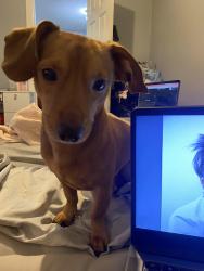Lost Male Dog last seen Smart street Detroit mi, Detroit, MI 48210