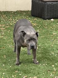 Lost Female Dog last seen Near Variel avenu canoga patk, Los Angeles, CA 91304