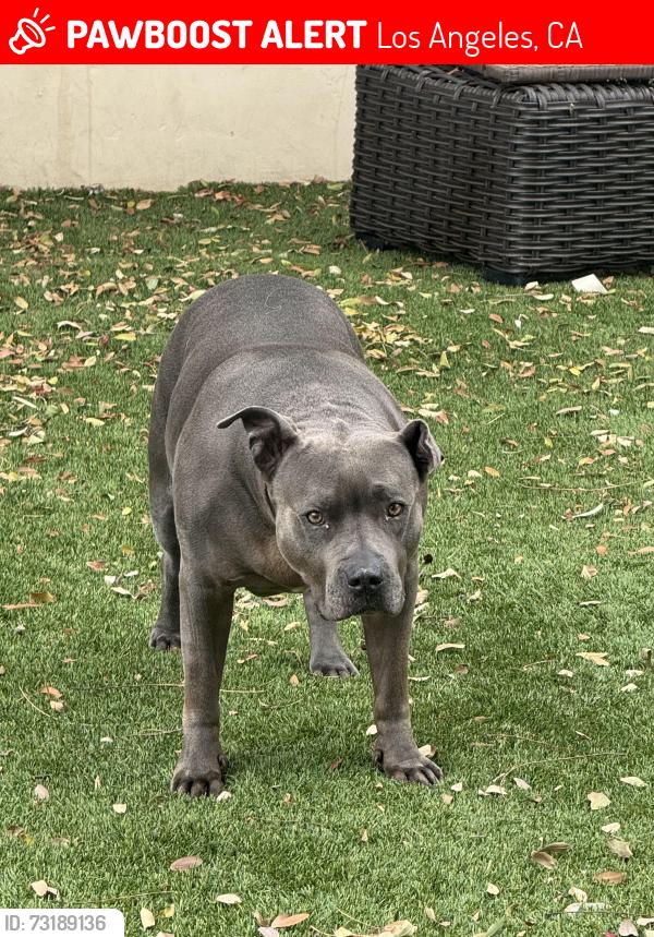 Lost Female Dog last seen Near Variel avenu canoga patk, Los Angeles, CA 91304