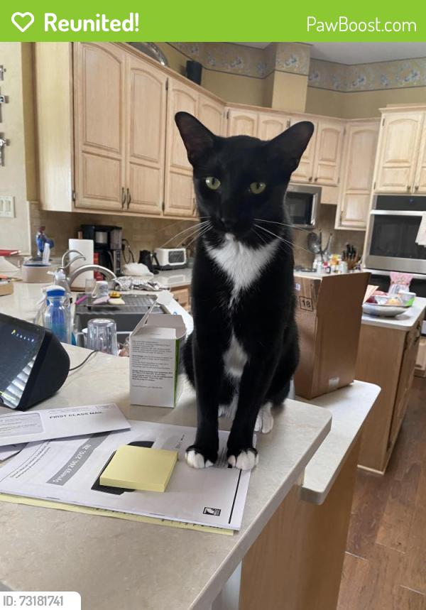 Reunited Male Cat last seen Devonshire & Ashford 76901, San Angelo, TX 76901
