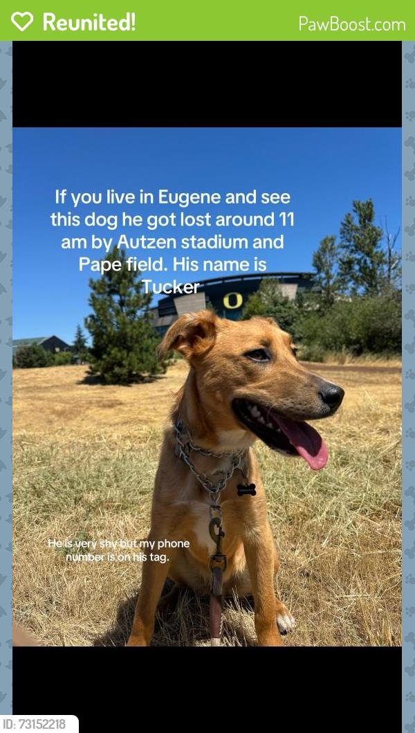 Reunited Male Dog last seen Pape field and Autzen stadium, Eugene, OR 97401