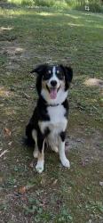 Reunited Female Dog last seen Fischer Road & Indian Creek Trail, Coweta County, GA 30277