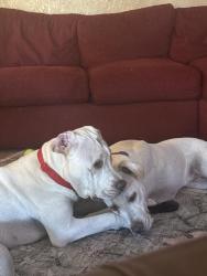 Reunited Male Dog last seen Green valley and high view, Henderson, NV 89014