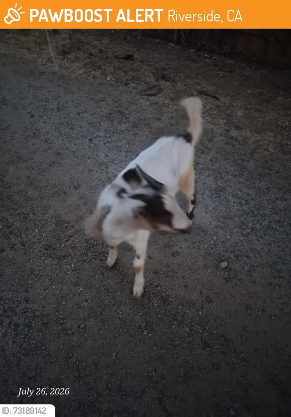 Found/Stray Unknown Other last seen Jones ave. Campbell ave, Riverside, CA 92505
