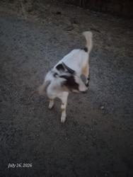 Found/Stray Unknown Other last seen Jones ave. Campbell ave, Riverside, CA 92505
