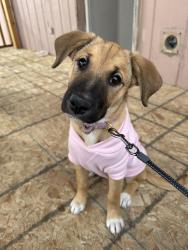 Lost Female Dog last seen W lakemead and Micheal way, Las Vegas, NV 89108