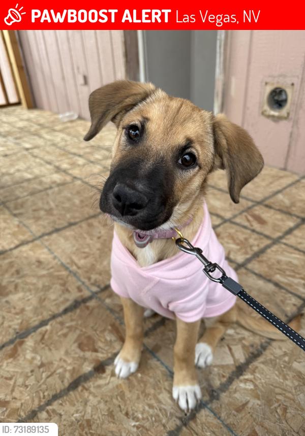 Lost Female Dog last seen W lakemead and Micheal way, Las Vegas, NV 89108