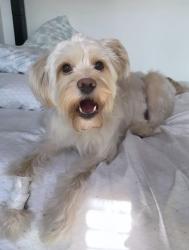 Reunited Female Dog last seen 4th st and Catalina st, Los Angeles, CA 90020