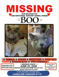 Lost Female Cat last seen close to train tracks on Russel st & Travoy Village, Missoula, MT 59808