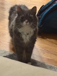 Reunited Male Cat last seen E28th & Central Park Blvd & Wabash St, Denver, CO 80238