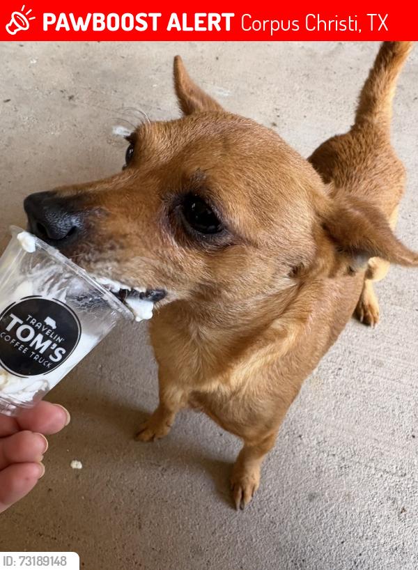 Lost Male Dog last seen Kings donuts, Corpus Christi, TX 78414