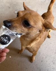 Lost Male Dog last seen Kings donuts, Corpus Christi, TX 78414