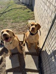 Reunited Male Dog last seen Gabriel’s horn and Ronald Regan, Leander, TX 78641