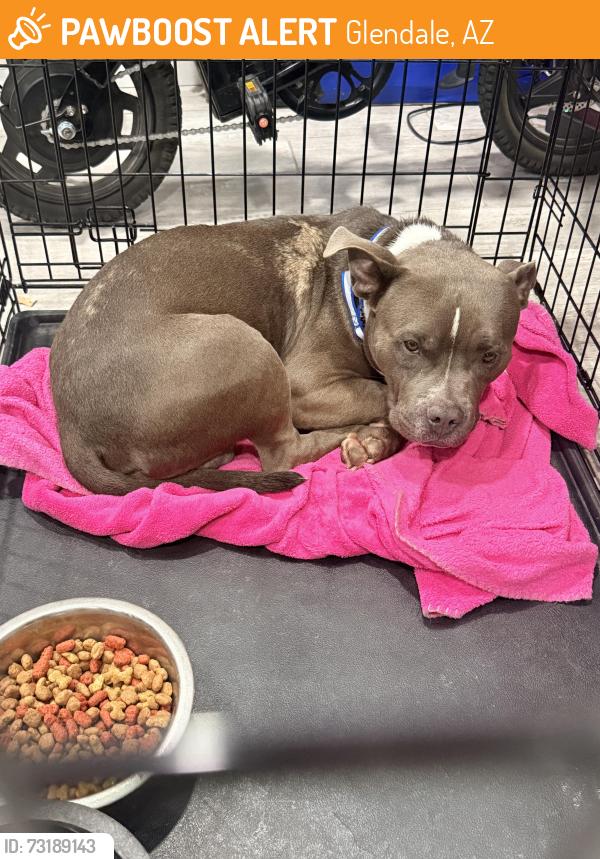 Found/Stray Male Dog last seen Near w rose ln, Glendale, AZ 85301