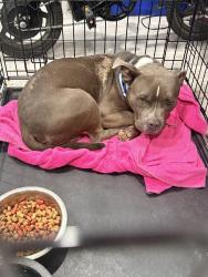 Found/Stray Male Dog last seen Near w rose ln, Glendale, AZ 85301