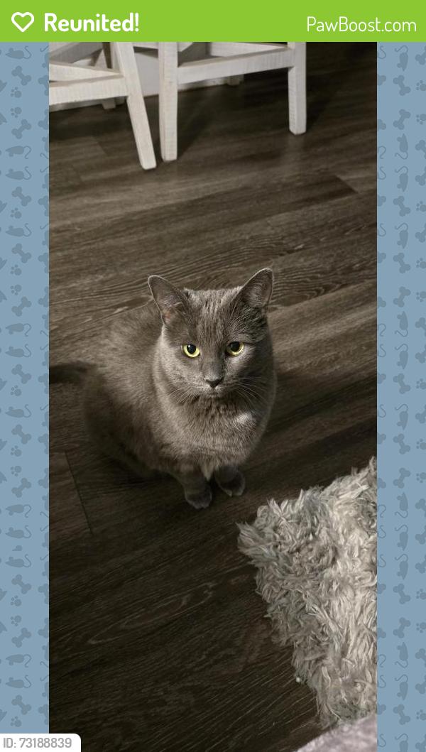 Reunited Female Cat last seen Eisenhower, Loveland, CO 80537