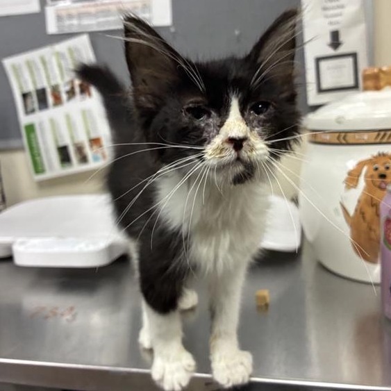 Shelter Stray Female Cat last seen , 361 S Raymond Ave, Pasadena, CA 91105, USA