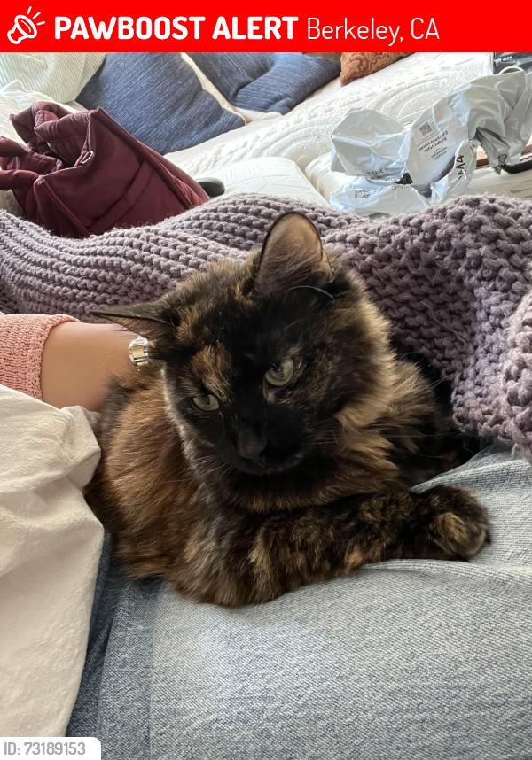 Lost Female Cat last seen Fairview and Sacramento Street, Berkeley, CA 94702