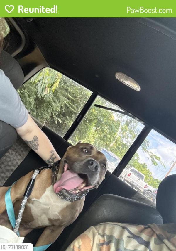 Reunited Male Dog last seen West fulton street in alcoa, Alcoa, TN 37701