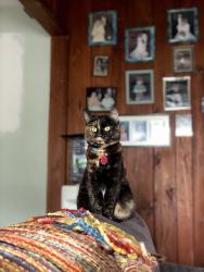 Reunited Female Cat last seen Regent Lane, Richard Lane, Wantagh, NY 11793