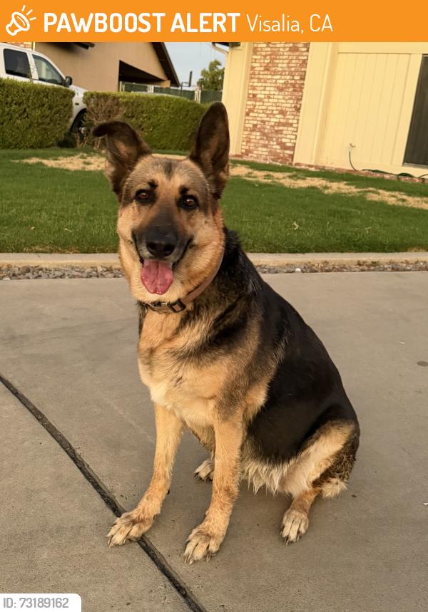 Found/Stray Female Dog last seen Seeger Ct, Visalia, CA 93292