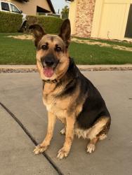 Found/Stray Female Dog last seen Seeger Ct, Visalia, CA 93292