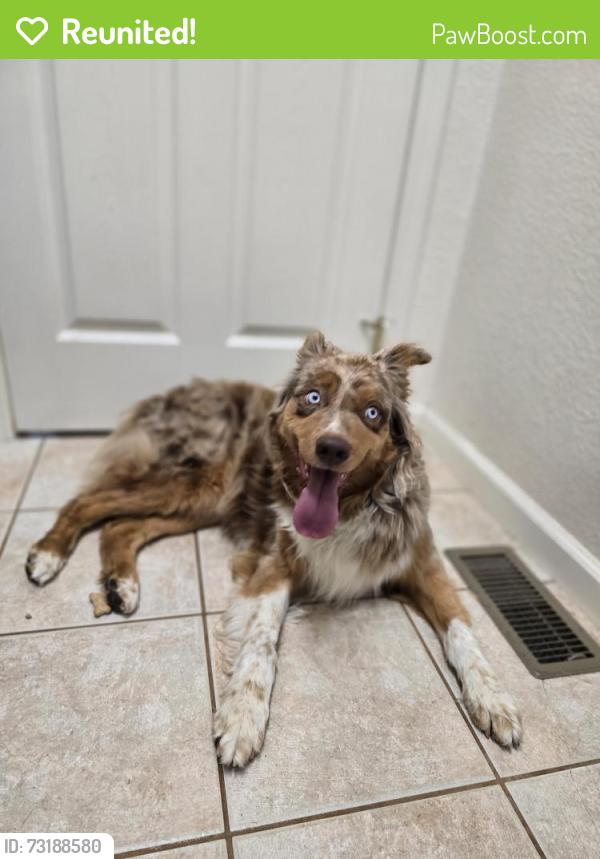 Reunited Female Dog last seen 160th ave and Watkins rd, Hudson, CO 80642