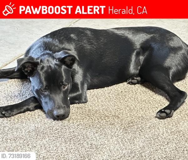 Lost Male Dog last seen near twin cities, Herald, CA 95632