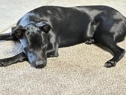 Lost Male Dog last seen near twin cities, Herald, CA 95632
