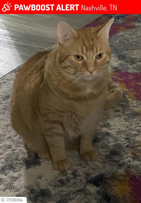 Lost Male Cat last seen Massman drive , five oaks drive, Nashville, TN 37217