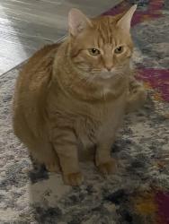 Lost Male Cat last seen Massman drive , five oaks drive, Nashville, TN 37217