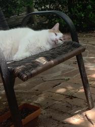Lost Male Cat last seen 19th street, Moore, OK 73170