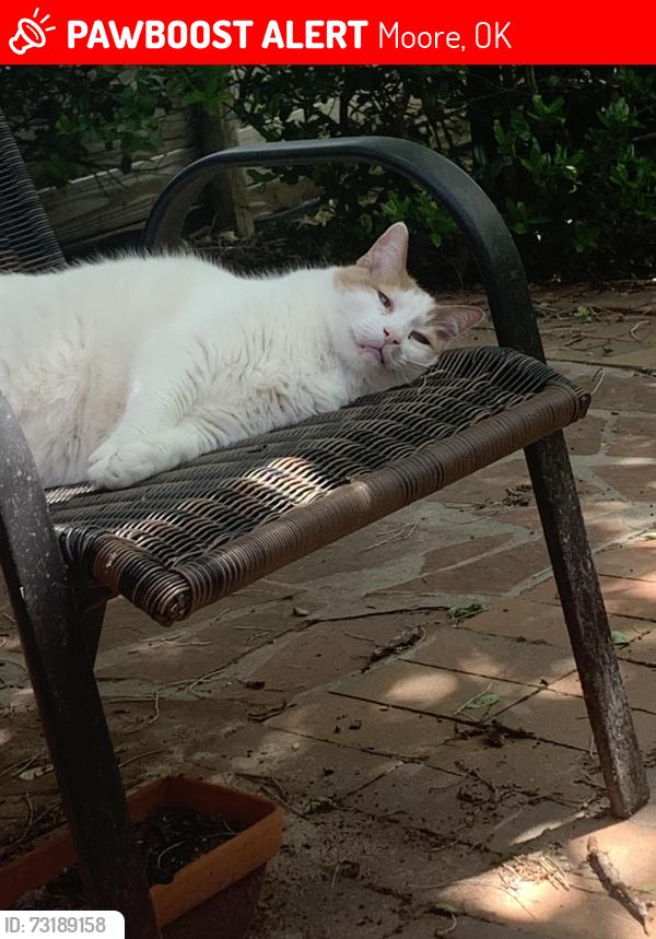 Lost Male Cat last seen 19th street, Moore, OK 73170