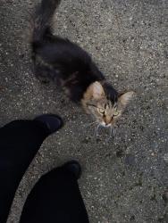 Found/Stray Unknown Cat last seen Cleveland avenue, Columbus, OH 43224