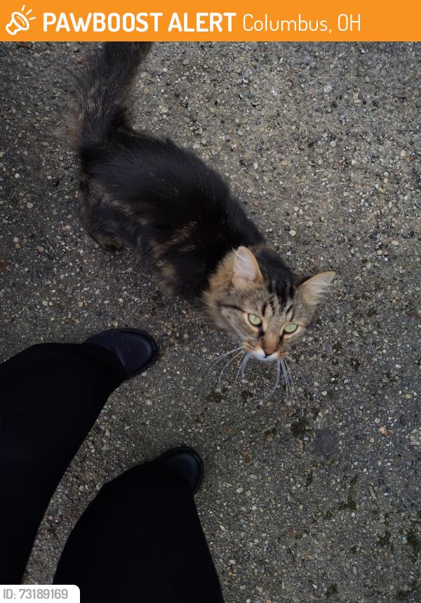 Found/Stray Unknown Cat last seen Cleveland avenue, Columbus, OH 43224